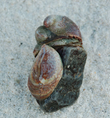 The Atlantic slipper limpet has become an invasive species in Europe.: Photograph by Alison Satake, WHOI courtesy of NSF